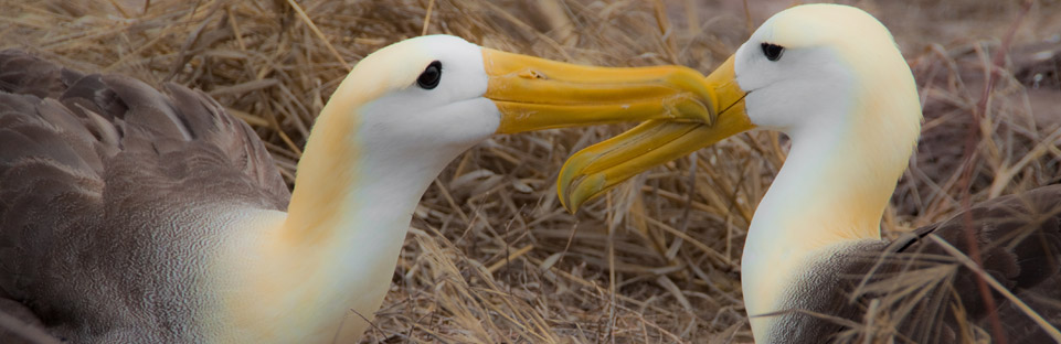 Galapagos Albatross