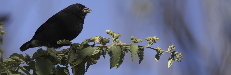 Galapagos Finch