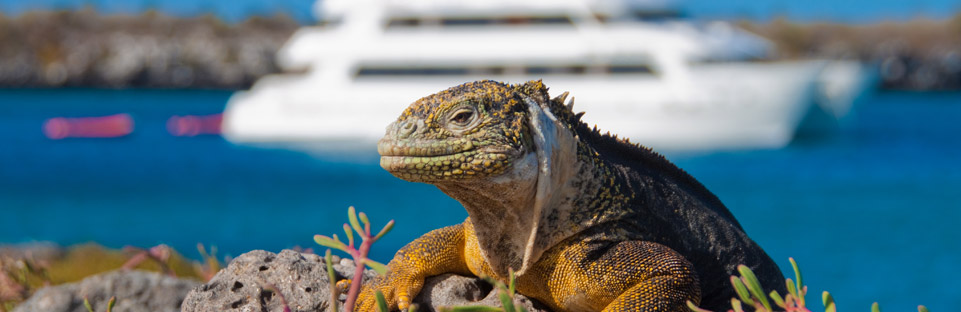 Galapagos Marine Iguanas