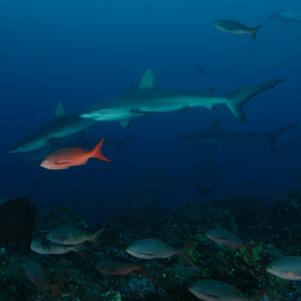 Charles Darwin Station