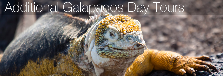 Haugan Cruises Cotopaxi One Day Tour