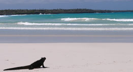 Galapagos - Marine Iguana