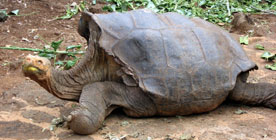 Galapagos - Santa Cruz - Lonesome George