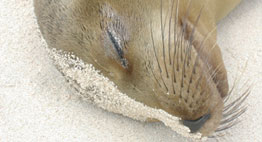 Galapagos Sea Wolf