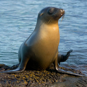 California Sea Lion