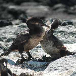Flightless Cormorant