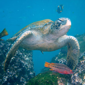 Galapagos Marine Tortoise
