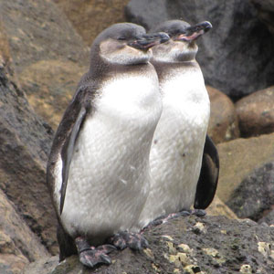 Galapagos Penguin
