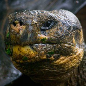 Galapagos Giant Tortoise