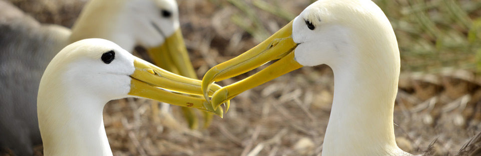 Galapagos Albatross
