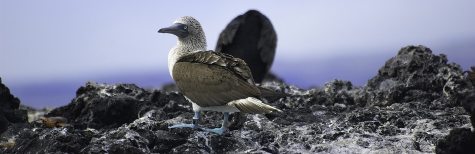 Blue Footed Booby