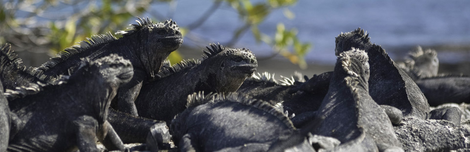 Galapagos Marine Iguanas on Ocean Spray Luxury Galapagos Cruises