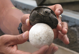 Charles Darwin Station