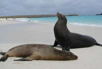 Galapagos Sea Lion