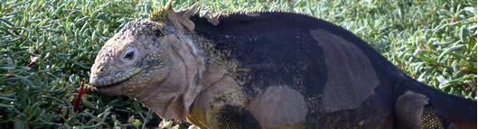 Galapagos land iguana