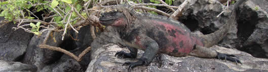 Galapagos Iguana