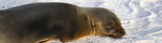 Galapagos Kicker Rock