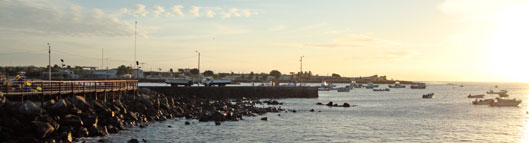 Galapagos land iguana