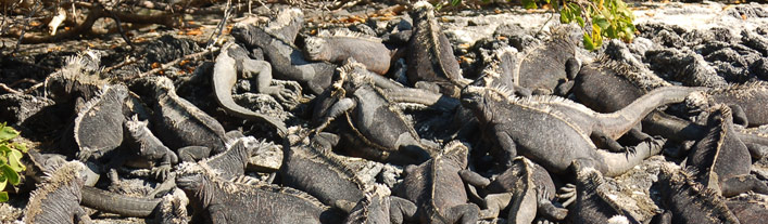 Galapagos Cruise Itinerary