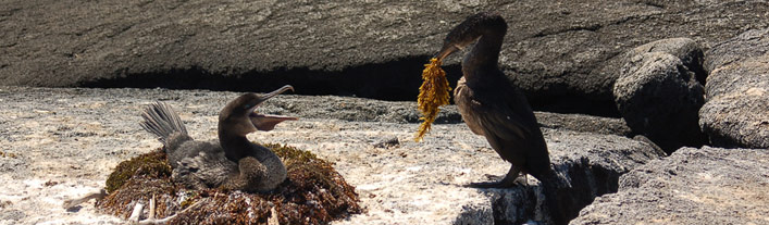 Fernandina Island - Galapagos