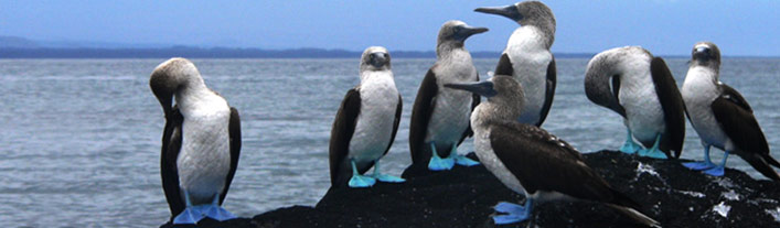 Galapagos -  North Seymour - Blue Footed Boobie