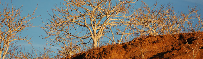 Galapagos -Rabida Island - Palo santo tree