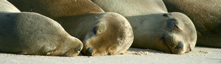 Galapagos - San Cristobal - Sea Lions
