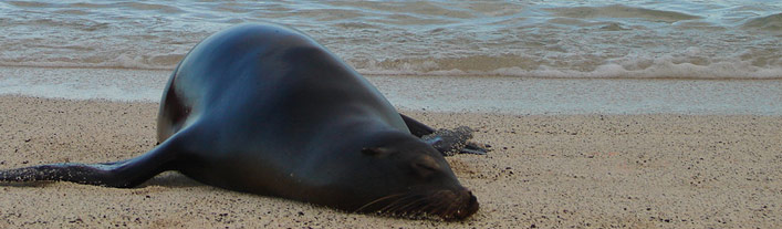 Santa Cruz Island - Galapagos
