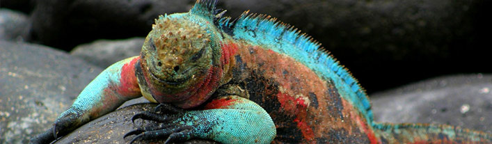 Galapagos - Santa Fe - Marine iguana