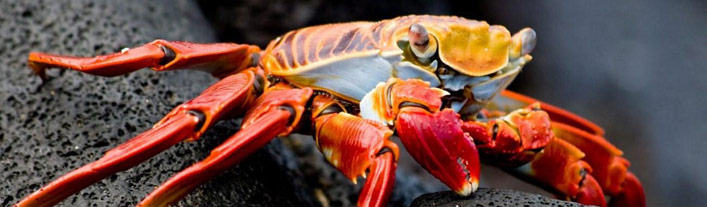 Galapagos - Santiago Island - Lava Crab